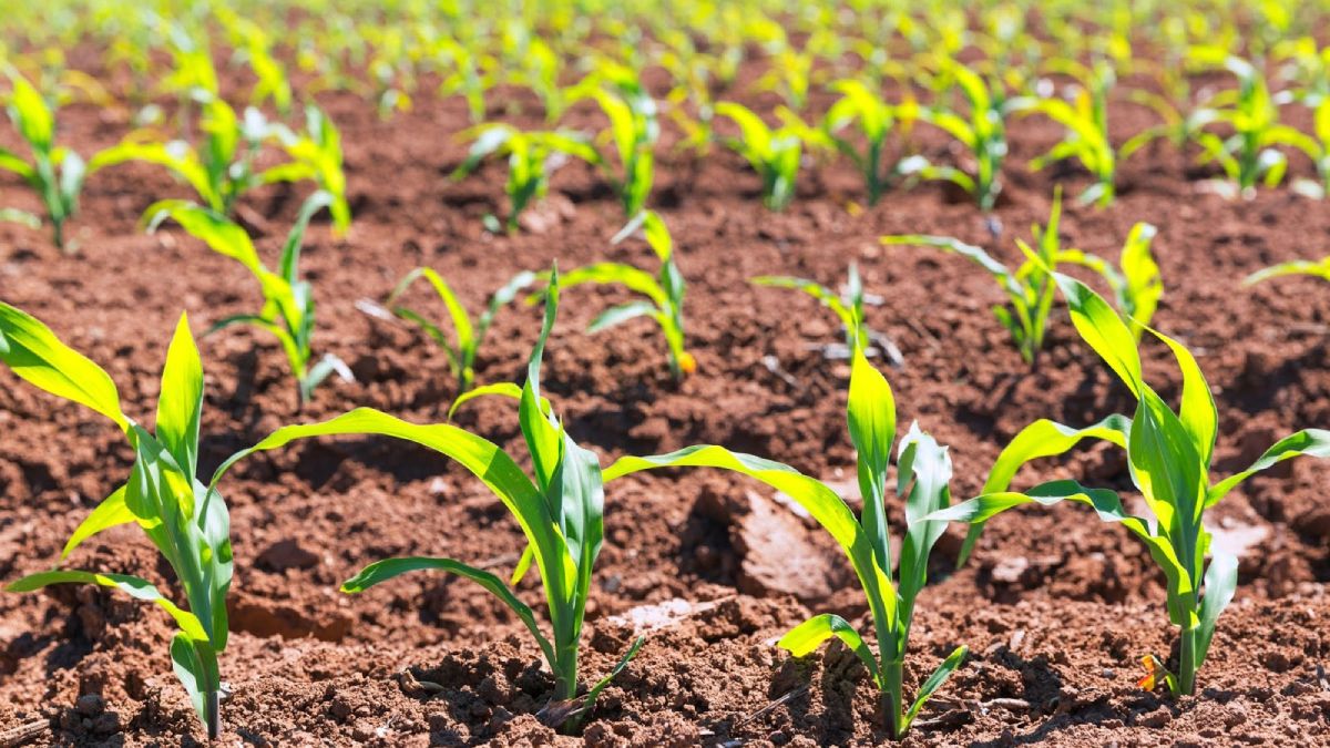 Un suelo saludable es sinónimo de productos saludables. Un suelo saludable es sinónimo de productos saludables.