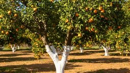 Árbol de naranjo: por qué pintar de blanco el tronco te ayudará en el jardín