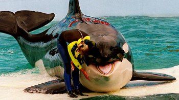 Miami no quiere más orcas en parques acuáticos
