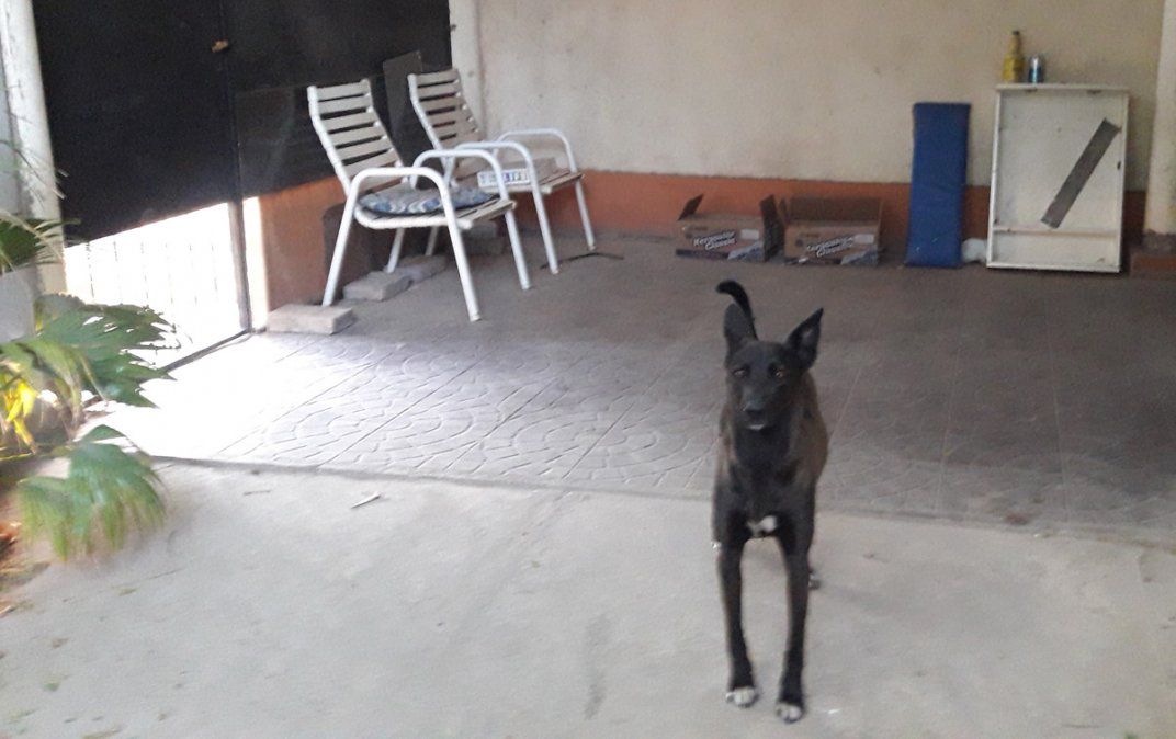 Censo de mascotas. Lo están haciendo en La Paz.