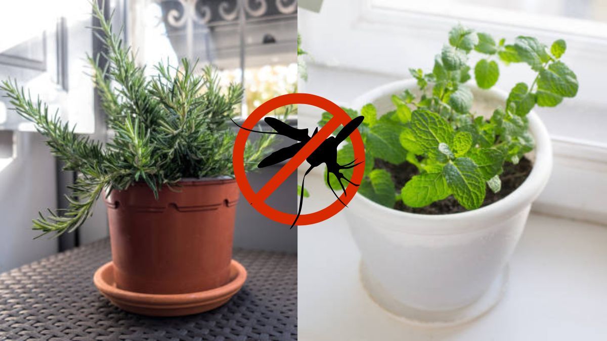 Mejor que la menta y el romero: las 3 plantas que debes tener en la ventana para alejar a los mosquitos