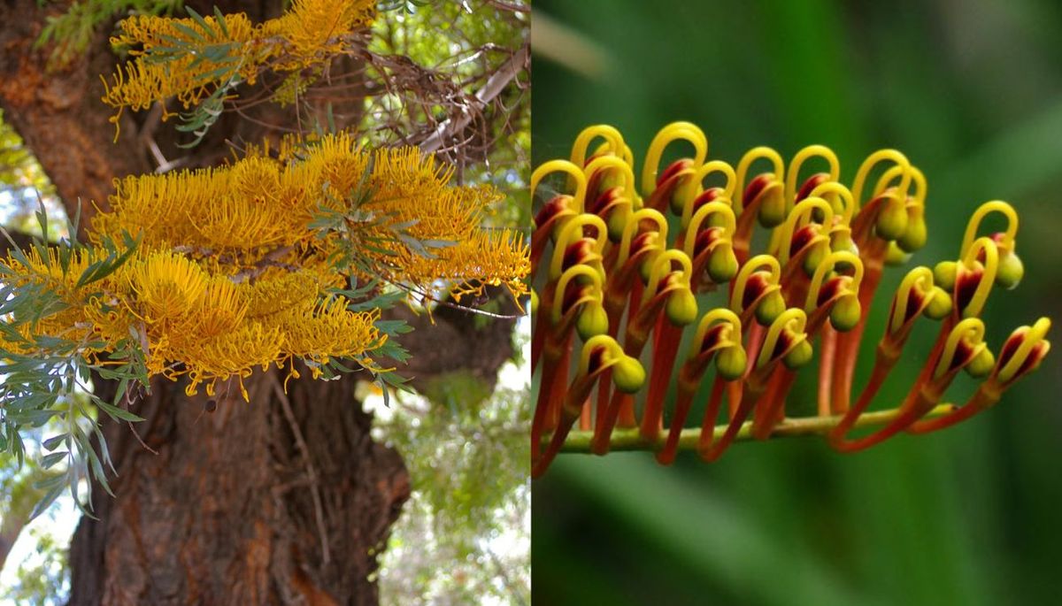 Este árbol de flor puede alcanzar entre 20 y 30 metros de altura.