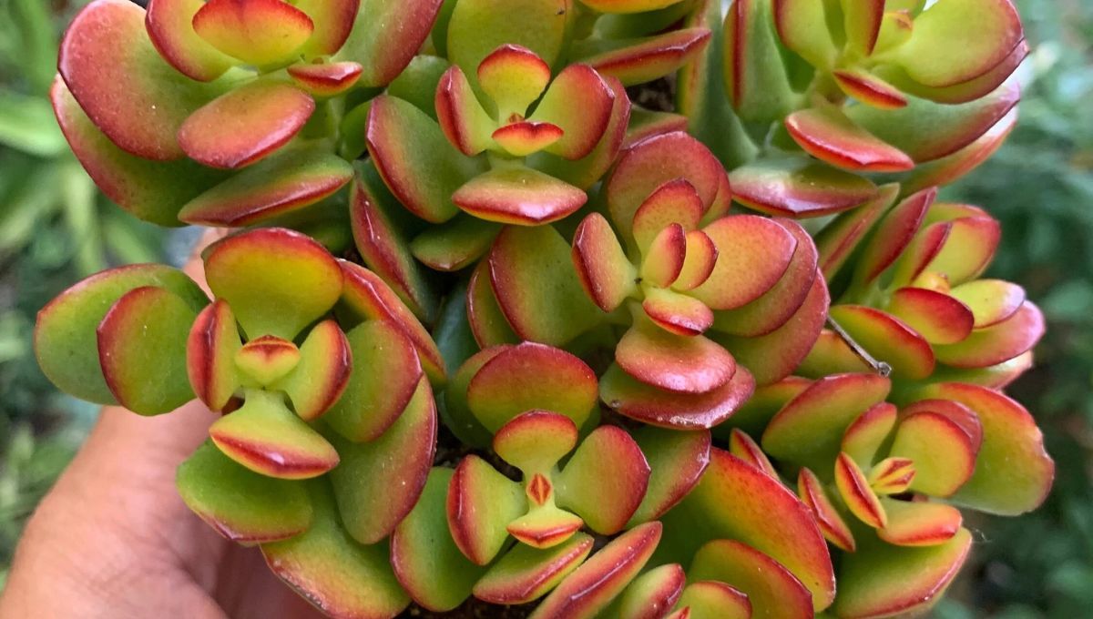 Cómo lograr que el árbol de jade tenga las hojas rojas en verano
