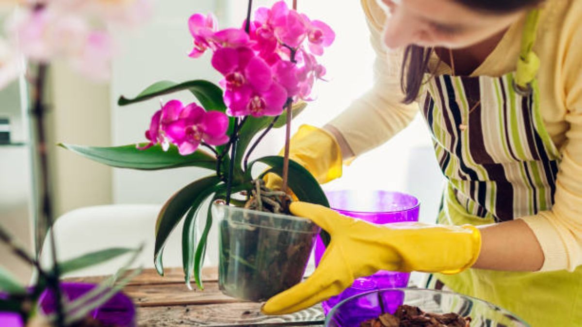 Descubre cuál es la mejor opción para estimular la floración de las orquídeas.
