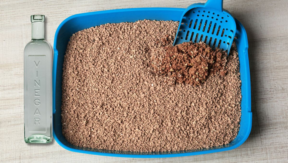 Realiza una limpieza profunda por lo menos dos veces al mes para mantener la casa limpia y libre de olor. Realiza una limpieza profunda por lo menos dos veces al mes para mantener la casa limpia y libre de olor. 