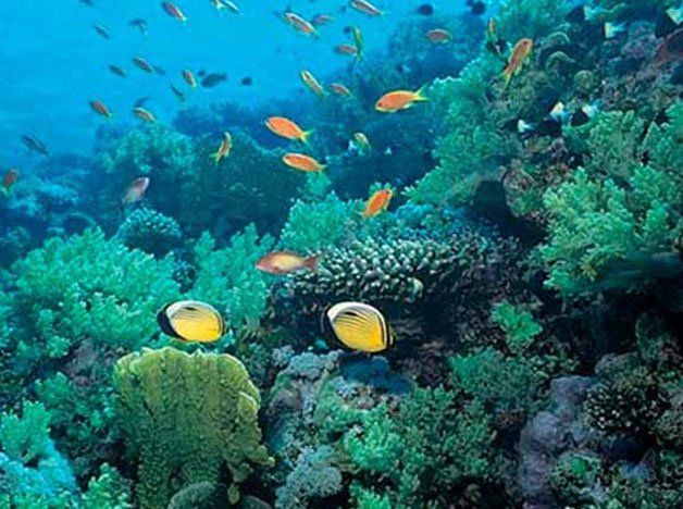 La ONU avanza hacia tratado para proteger biodiversidad en océanos