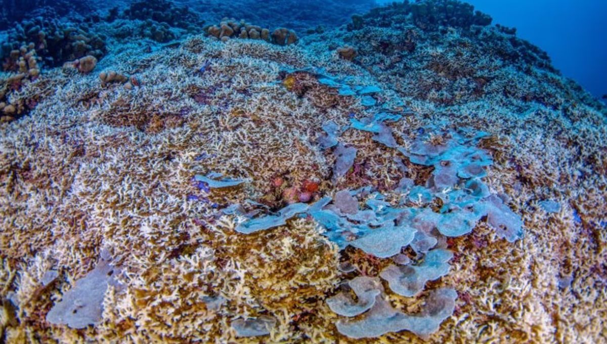 Es un "oasis de coral saludable" y un faro de esperanza frente a las amenazas del cambio climático que afectan a los corales a nivel global Es un "oasis de coral saludable" y un faro de esperanza frente a las amenazas del cambio climático que afectan a los corales a nivel global