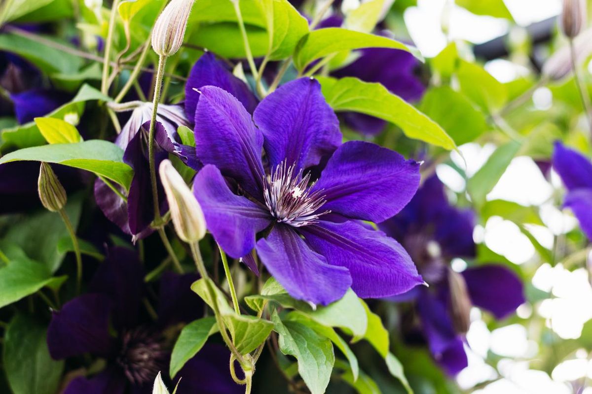 La planta de Clematis tiene flores coloridas que tienen entre 6 y 12 pétalos. La planta de Clematis tiene flores coloridas que tienen entre 6 y 12 pétalos. 