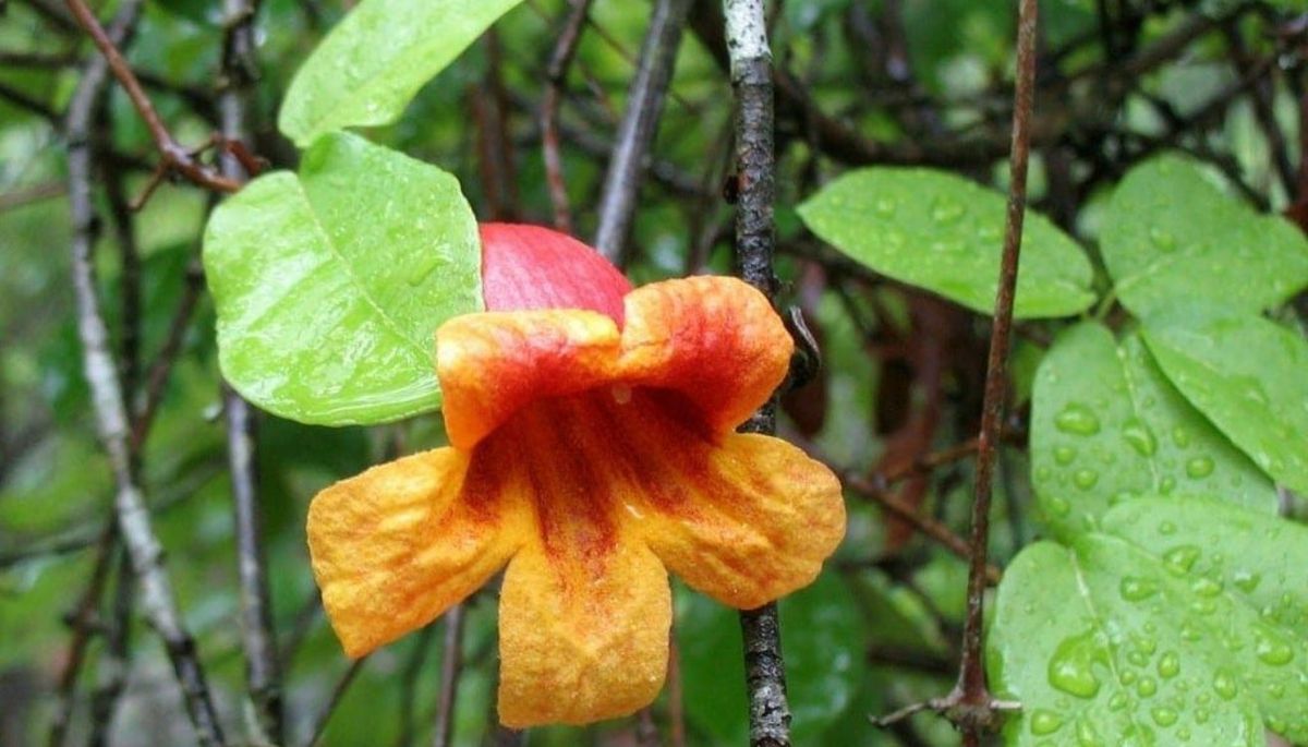 Las flores de la bignonia trepadora crecen en racimos y tienen colores vivos, rojos o amarillos. Las flores de la bignonia trepadora crecen en racimos y tienen colores vivos, rojos o amarillos.