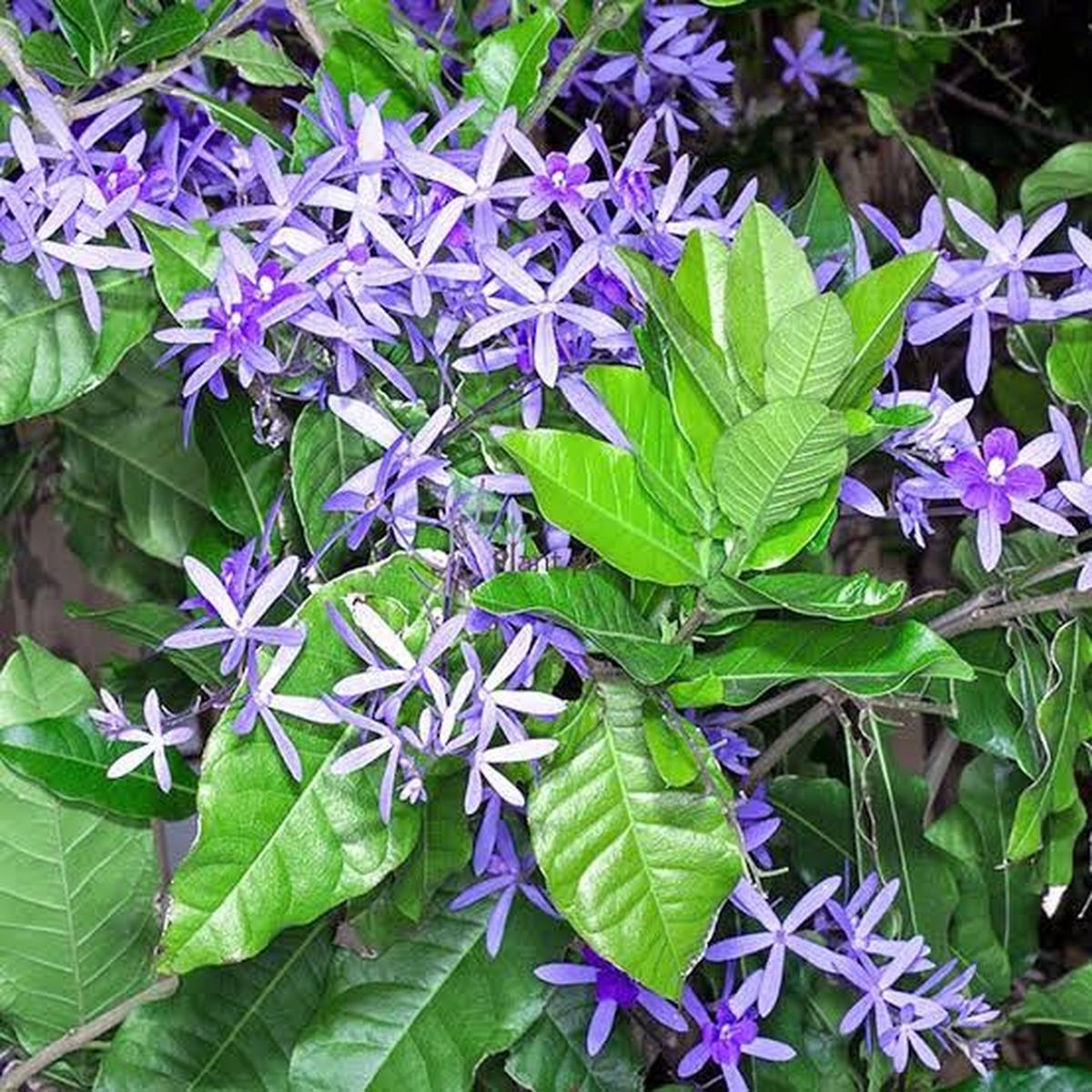 La planta trepadora más colorida que puedes tener en tu jardín. La planta trepadora más colorida que puedes tener en tu jardín.