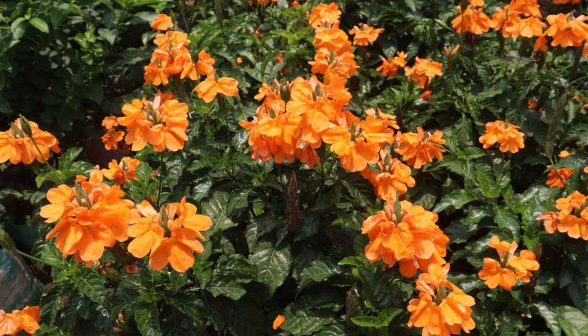 Esta especie requiere un ambiente húmedo.