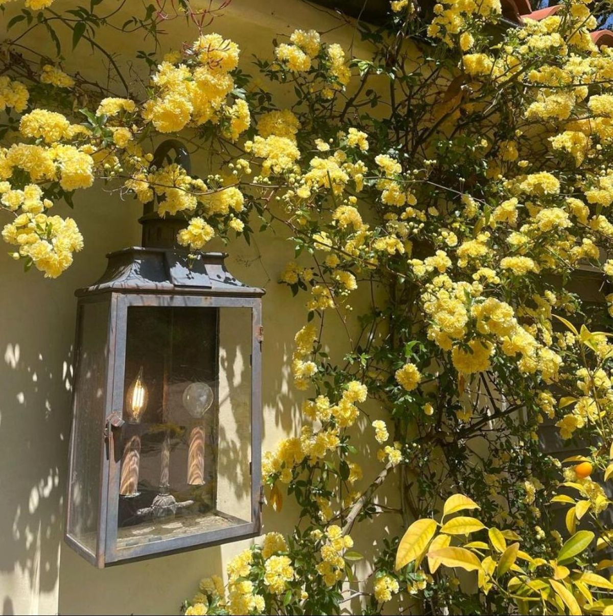 El rosal trepador Banksiae tiene peque&ntilde;as flores blancas o amarillas.