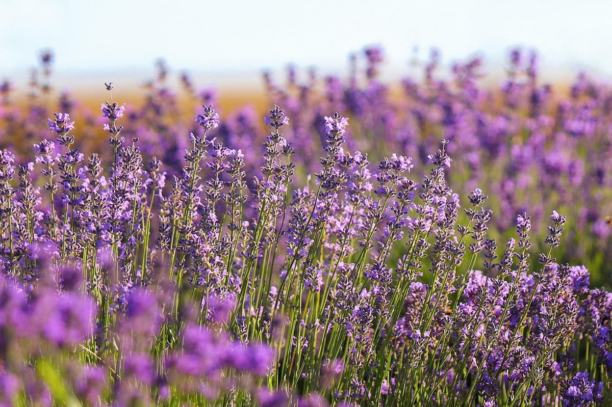 Existen varias especies de lavanda, y cada una tiene diferentes características. Imagen: Freepik Existen varias especies de lavanda, y cada una tiene diferentes características. Imagen: Freepik