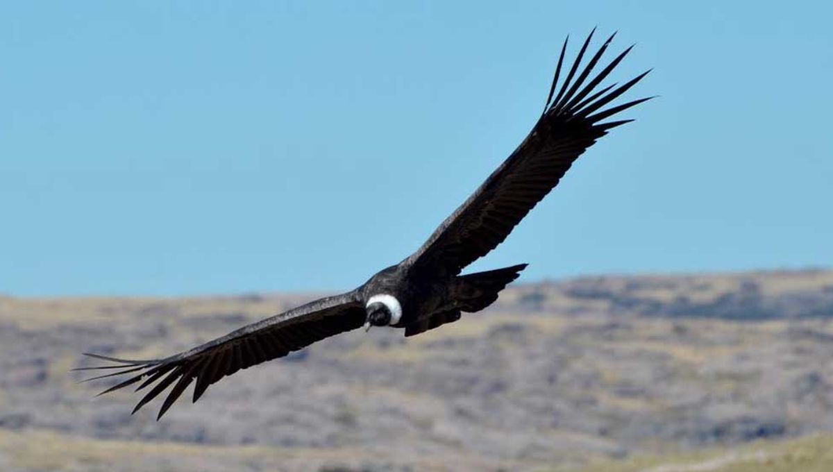 El helicóptero que sobrevoló una reserva de cóndores y tuvo que pagar con zapatos a los guardaparques