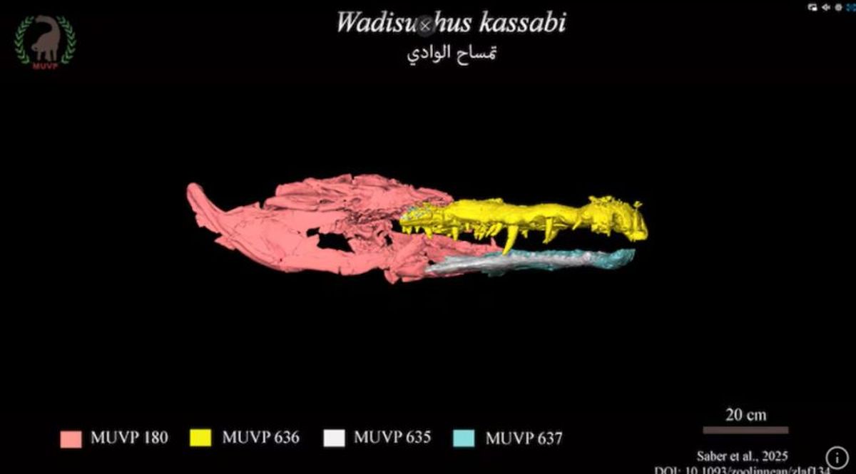 Este descubrimiento data de más de 80 millones de años atrás.  Este descubrimiento data de más de 80 millones de años atrás. 
