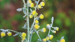 Esta planta aromática es de fácil mantenimiento. Imagen: Freepik. Esta planta aromática es de fácil mantenimiento. Imagen: Freepik.