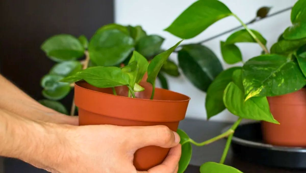 Feng shui: el afortunado que tenga un potus en casa, accederá a los beneficios espirituales de su significado