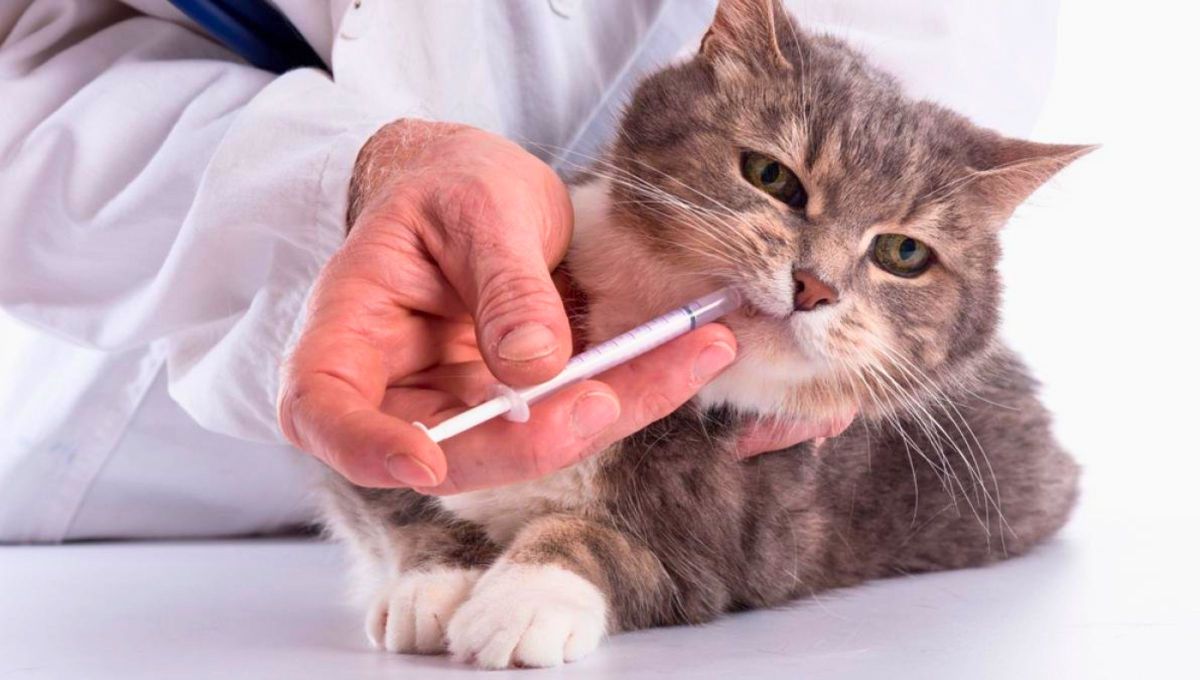 Debes revisar periódicamente las encías de tu gato.