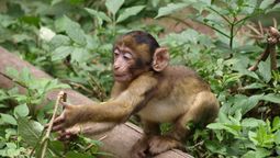 El macaco podría haber sido una mascota.