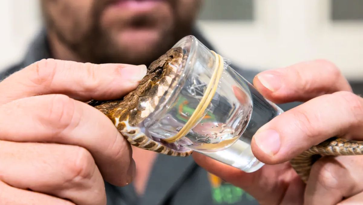 No hay precedentes de un descubrimiento de este tipo en lo que a la especie respecta