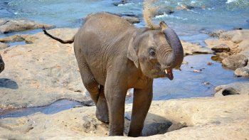 Un elefante juguetón se sentó sobre una turista