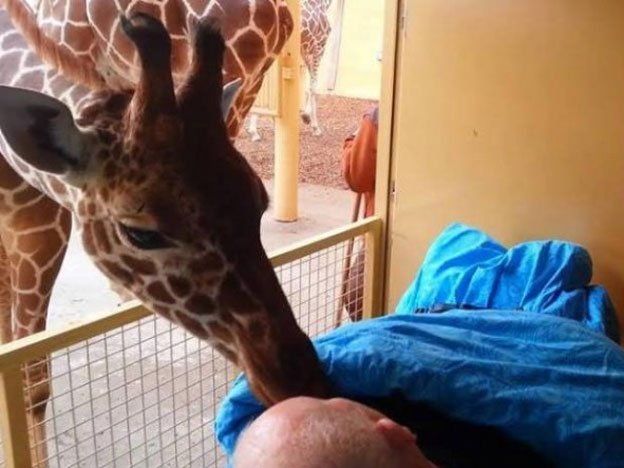 Una jirafa le dio un beso de despedida a su ex cuidador ya desahuciado