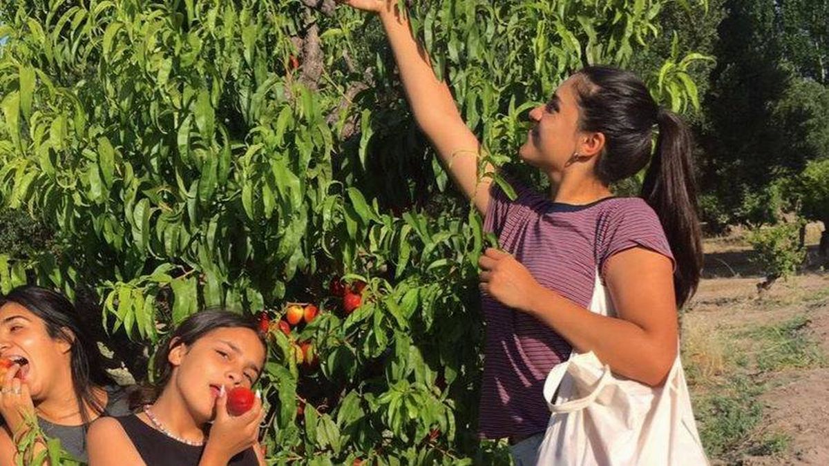 La sonrisa de la candidata y el trabajo de todos los años en la viña. La sonrisa de la candidata y el trabajo de todos los años en la viña.