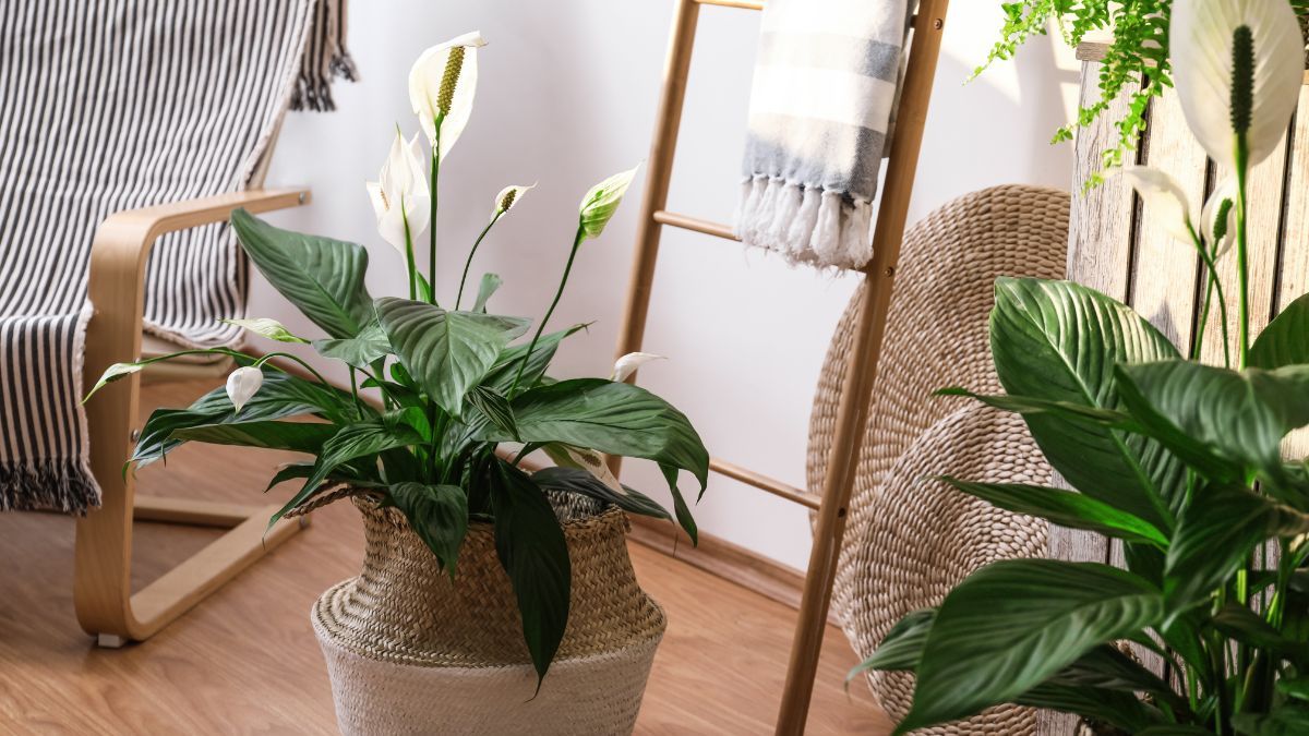 Las plantas que necesitan poca luz para vivir, no exigen cuidados de jardinería y potencian la decoración de interiores