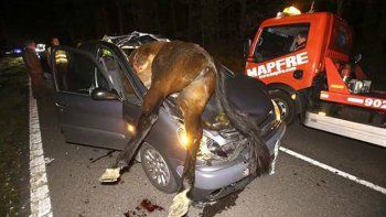 La contó de milagro: se llevó puesto un caballo y así quedó incrustado en el auto