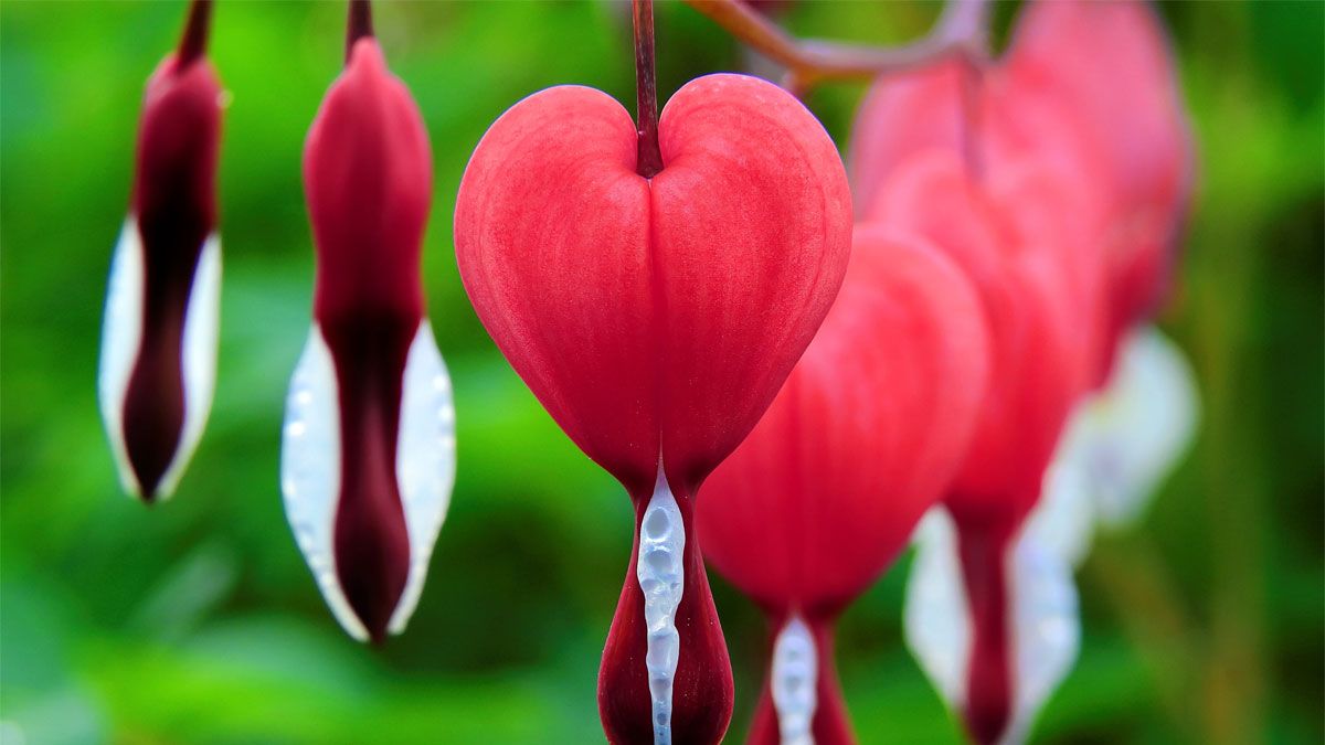 Llamativamente, la flor corazón sangrante no forma parte de este ranking, elaborado por un sitio español.