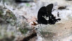 ¿Qué significa que una mariposa negra entre a tu casa, según el Feng Shui?