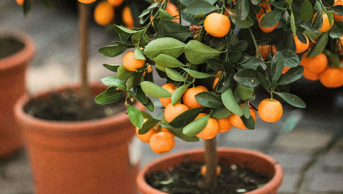 El árbol de naranjo es uno de los pocos que tiene el mejor fruto. Pero para que eso suceda hay que cuidarlo. El árbol de naranjo es uno de los pocos que tiene el mejor fruto. Pero para que eso suceda hay que cuidarlo.