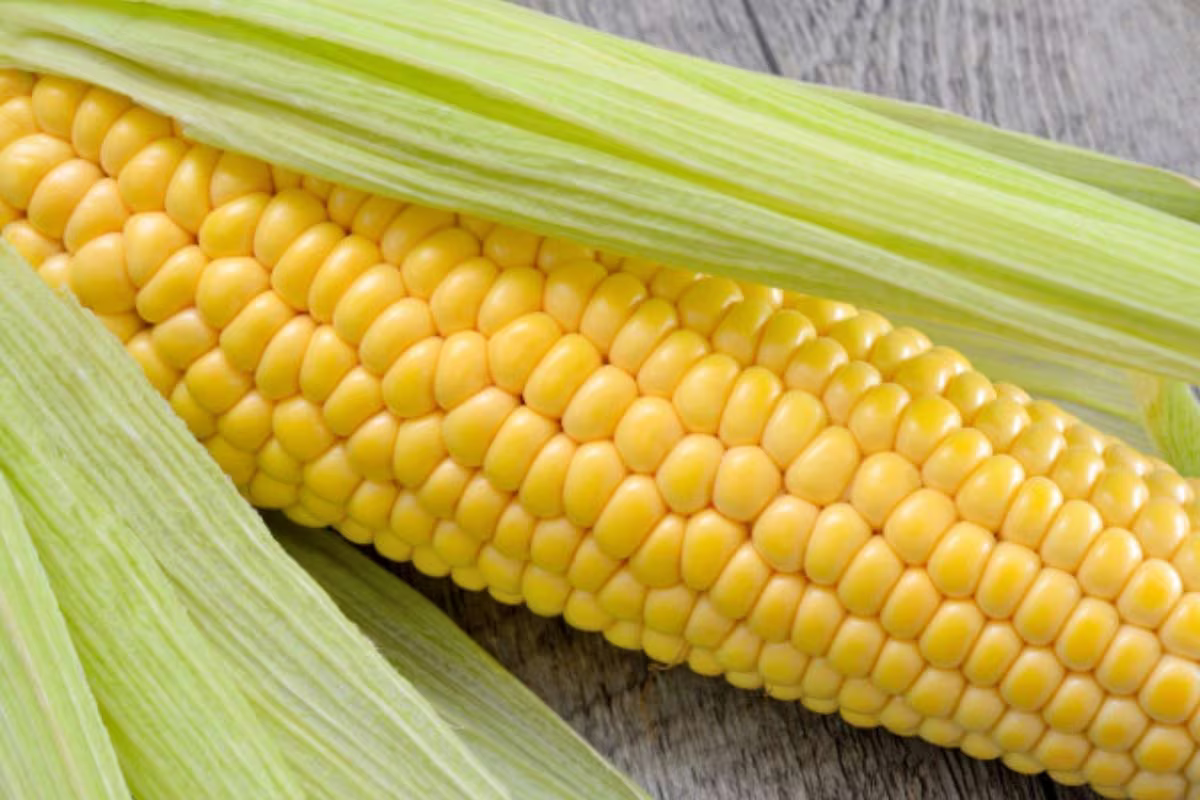 El popular y exquisito choclo, que ahora está de temporada, es una de las gramíneas más cultivadas y consumidas de todo el mundo. El popular y exquisito choclo, que ahora está de temporada, es una de las gramíneas más cultivadas y consumidas de todo el mundo.