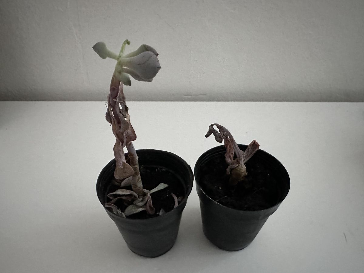 Las suculentas retienen agua en sus hojas. Las suculentas retienen agua en sus hojas.