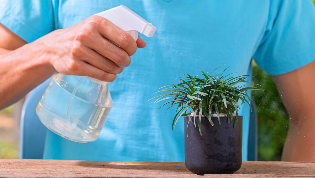 El vinagre tiene muchos beneficios para las plantas del jardín. El vinagre tiene muchos beneficios para las plantas del jardín. 