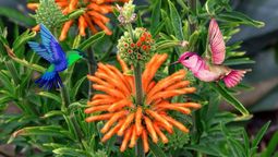 Esta flor es un talismán para colibríes. Foto: Redacción Diario UNO