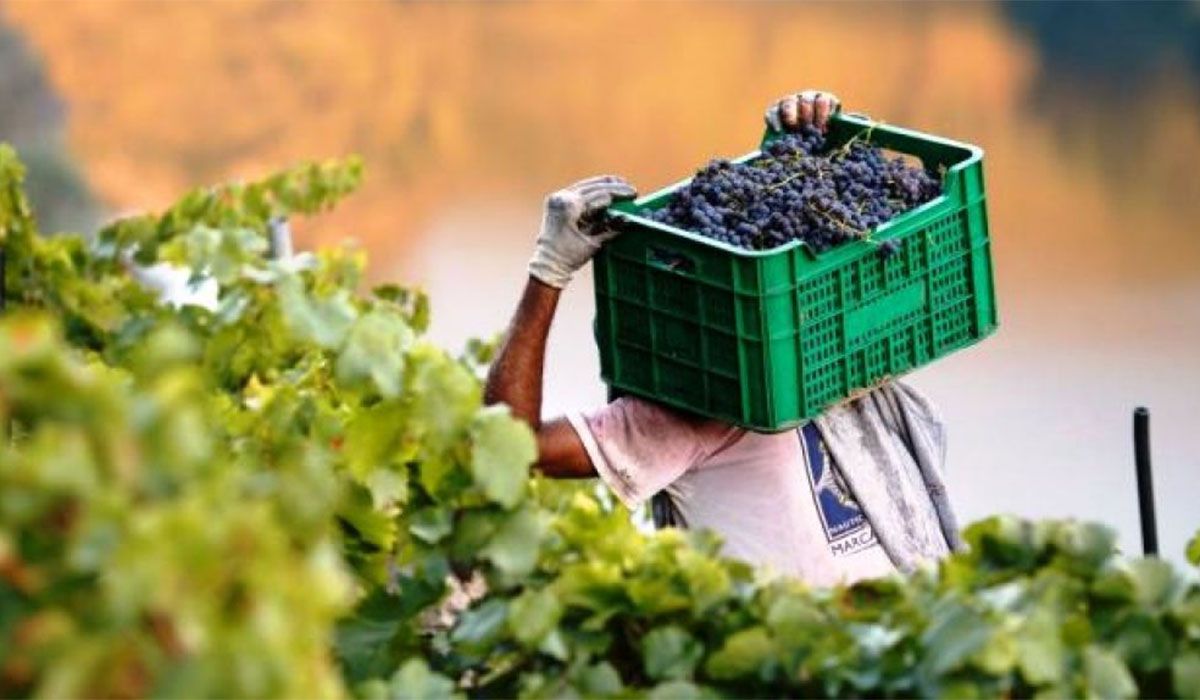 La industria vitivinícola sufre incrementos en fertilizantes y combustible por la guerra de Ucrania y Rusia
