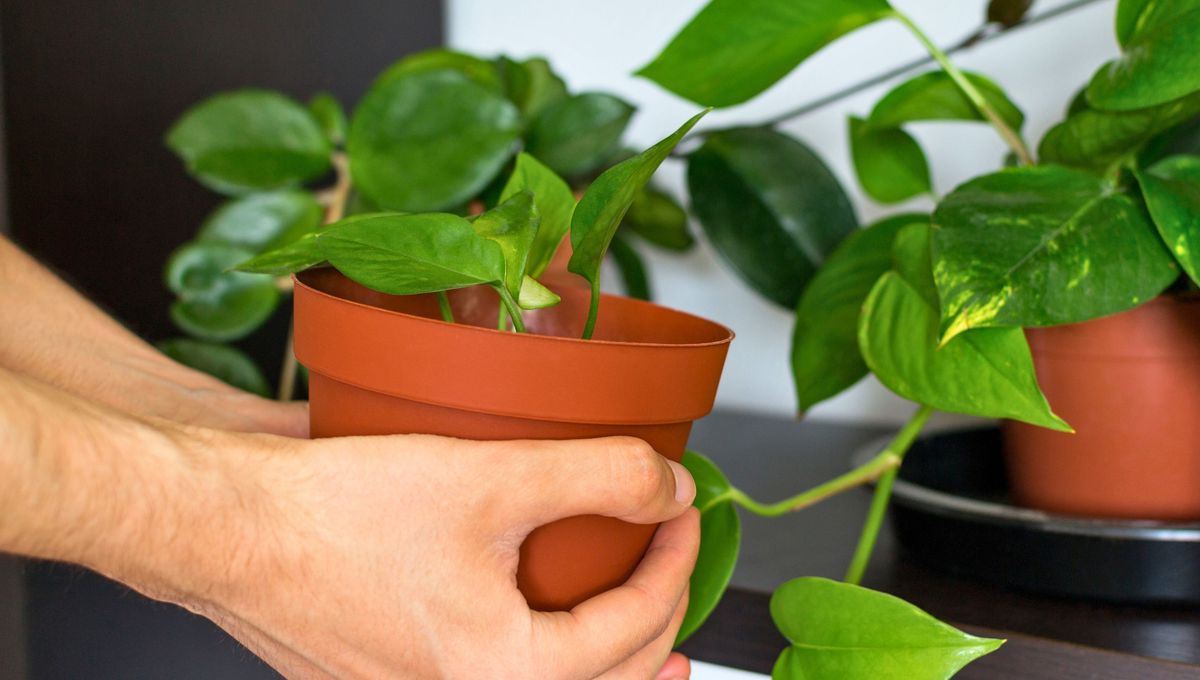 El lugar correcto para tu planta de potus