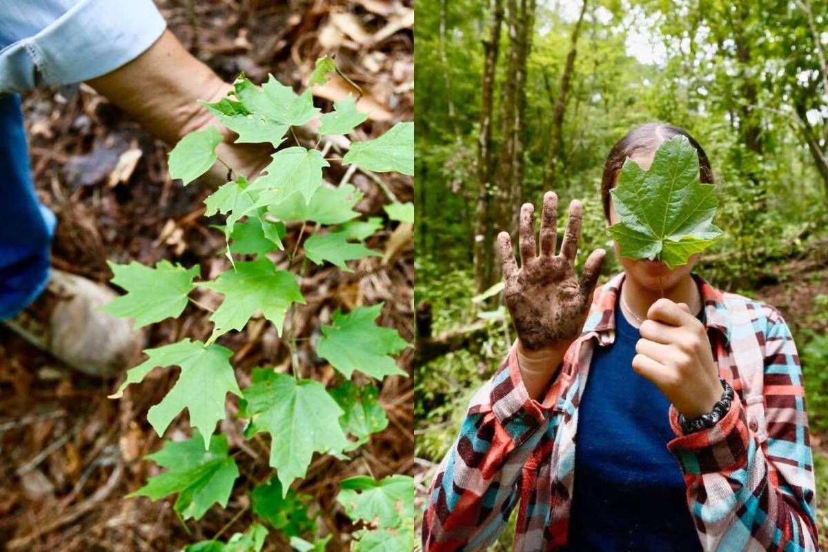 Este bosque es una escapada ideal para quienes quieren salir de la ciudad. Este bosque es una escapada ideal para quienes quieren salir de la ciudad.