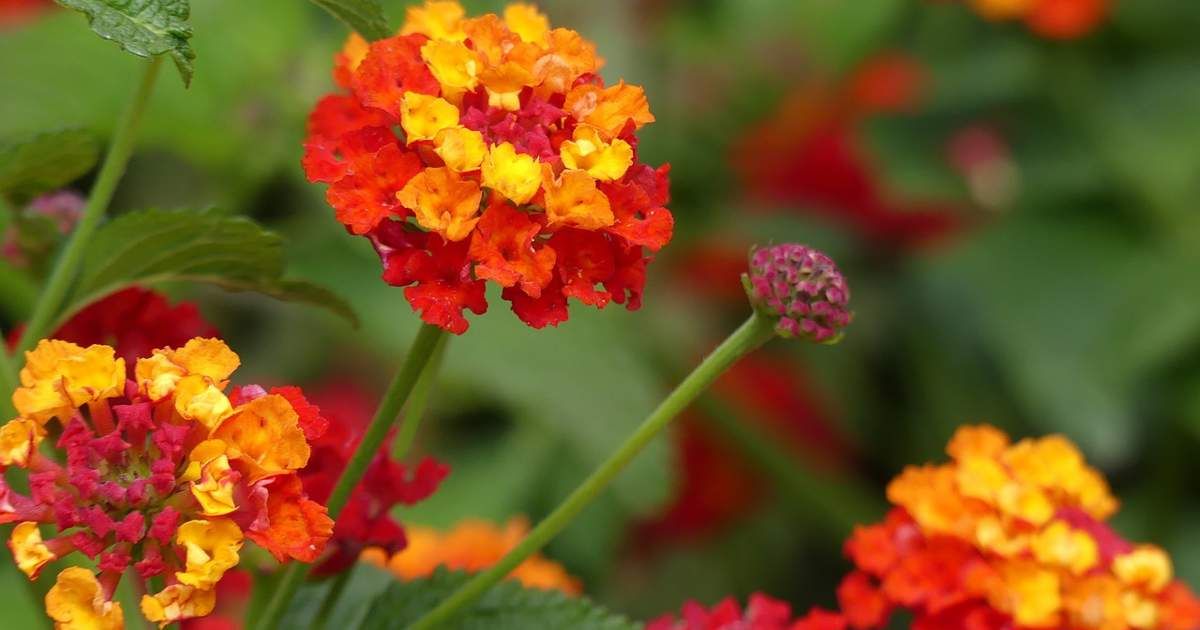 Las 3 plantas que florecen todo el año y llenan el jardín de mariposas