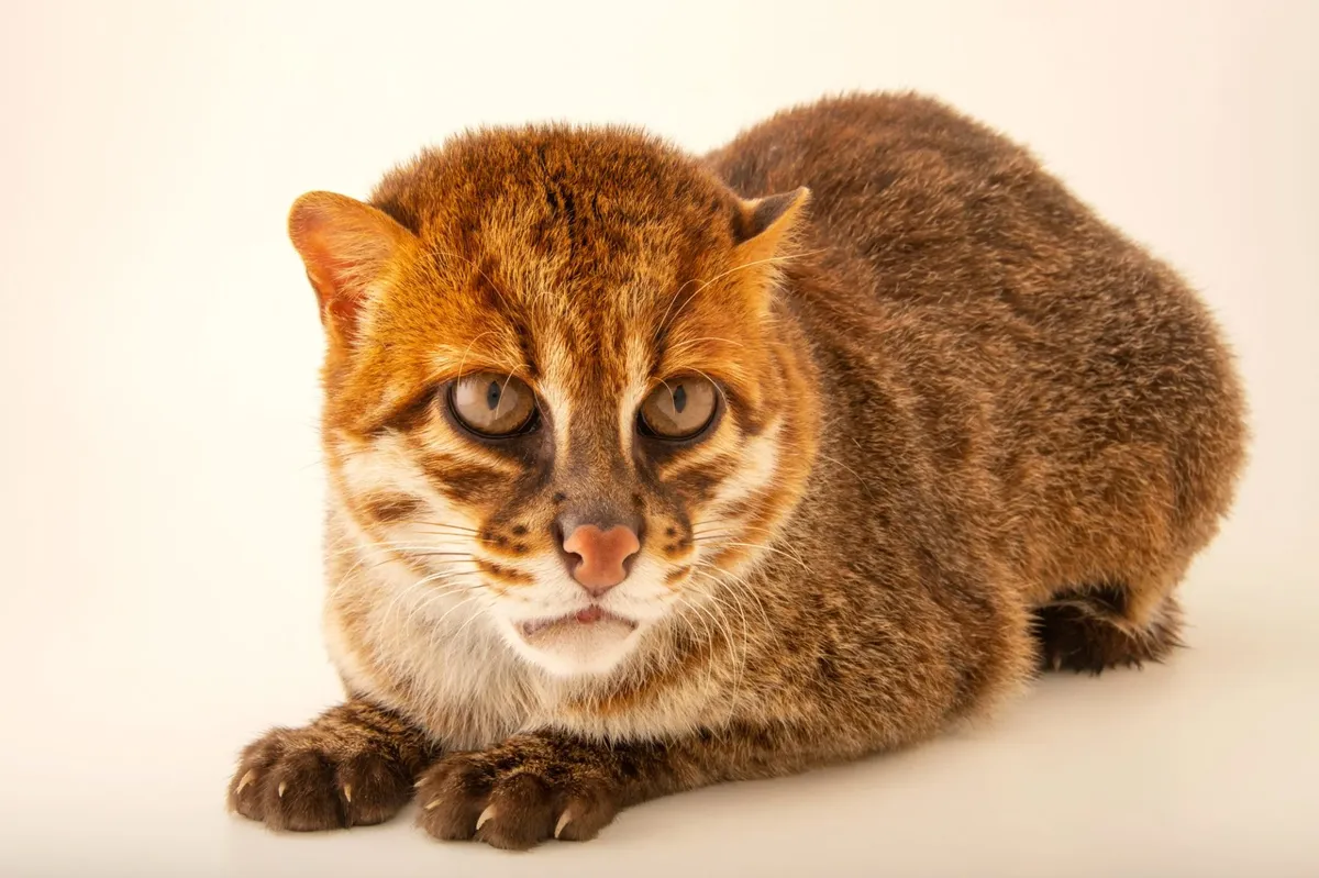 El gato de cabeza chata es una verdadera rareza.