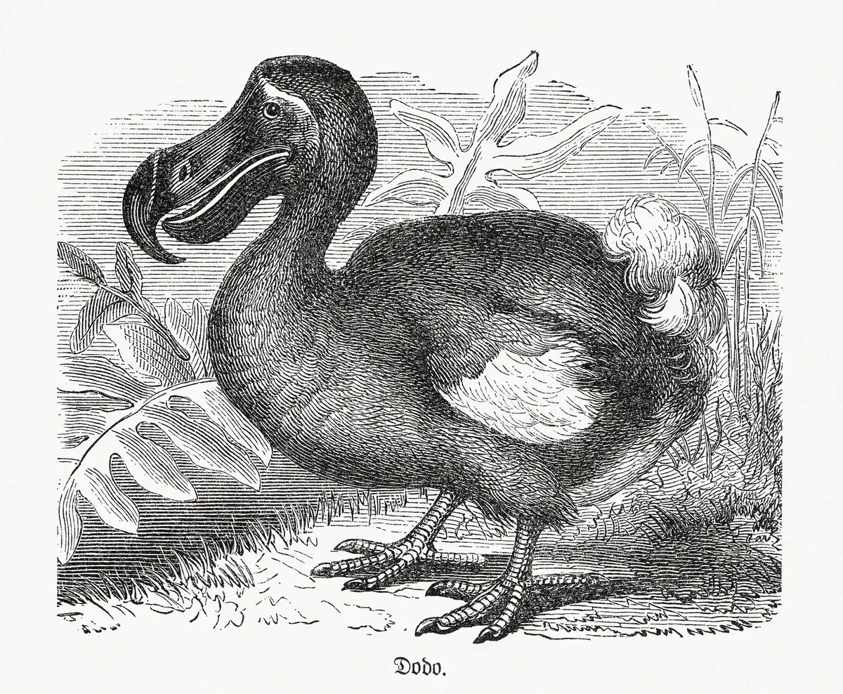 El dodo fue cazado hasta su extinción. El dodo fue cazado hasta su extinción.
