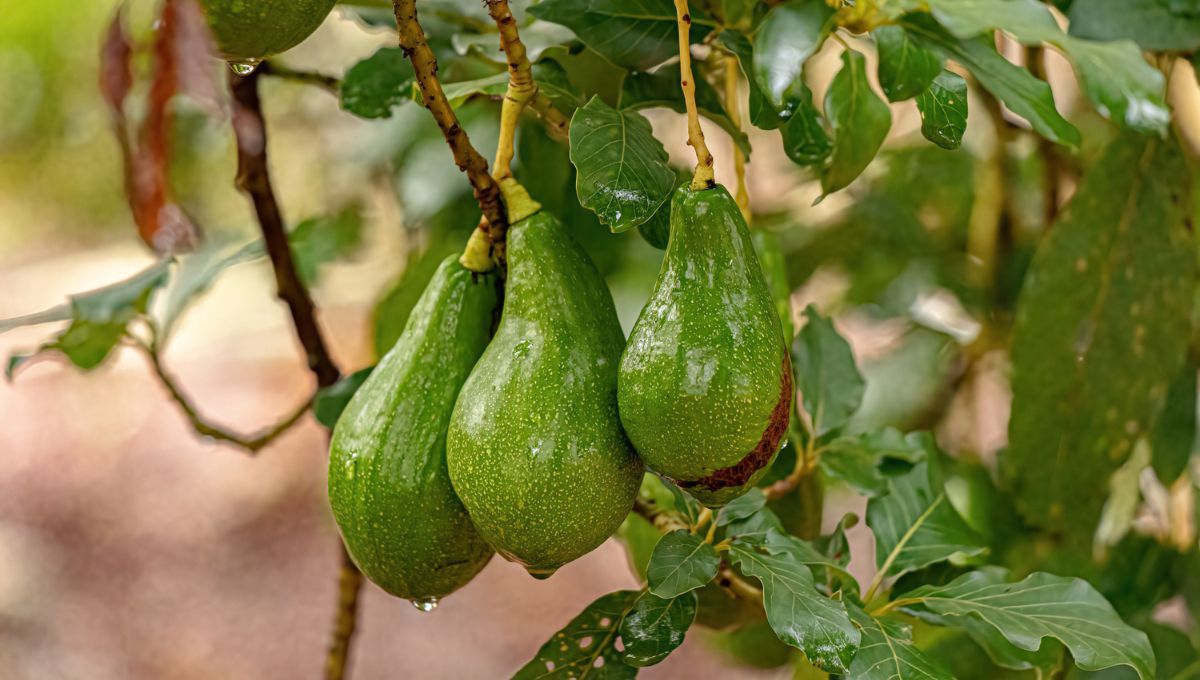 El fertilizante casero para aguacates 