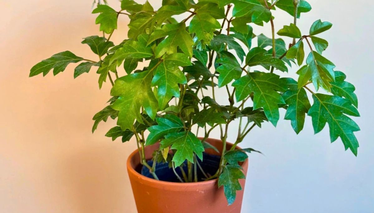 Esta planta necesita temperaturas más bien frescas. Esta planta necesita temperaturas más bien frescas.