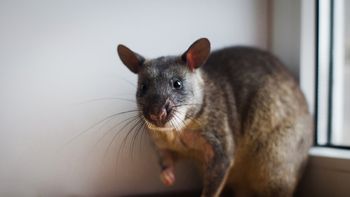 Atraparon a una monstruosa y gigantesca rata en su jardín