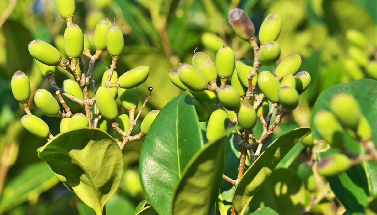 El árbol que mantiene tu jardín verde todo el año y es fácil de mantener
