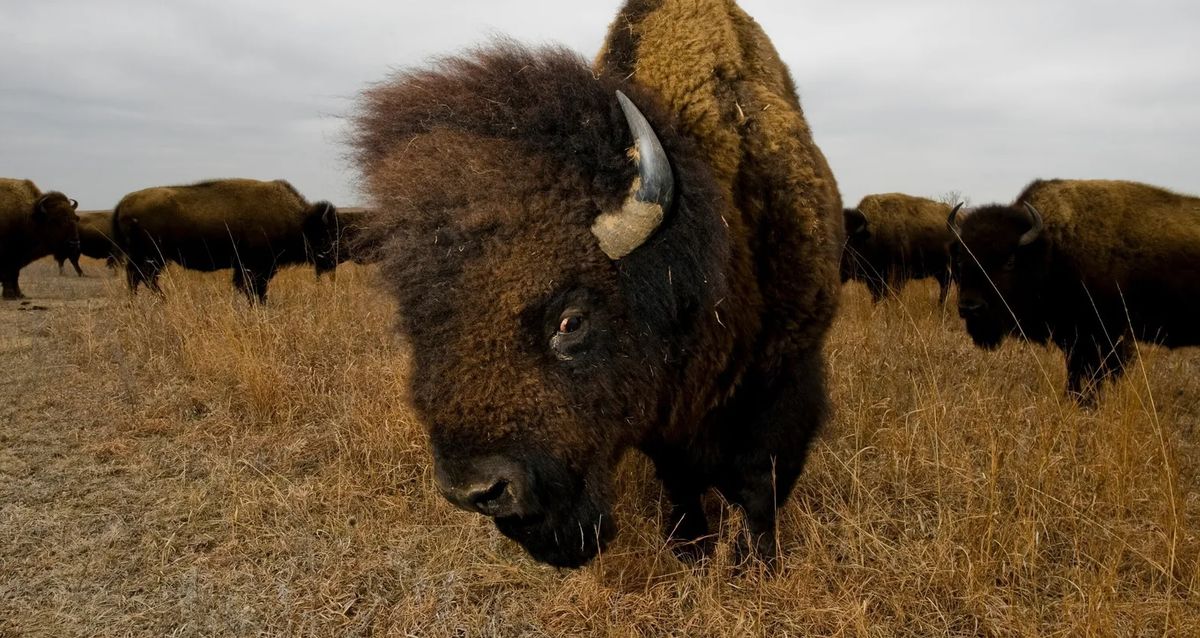 El búfalo es protagonista de la moneda de cinco centavos de dólar.