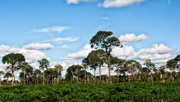 El árbol que solo se da en una zona de América Latina: vive 500 años y conservar la selva