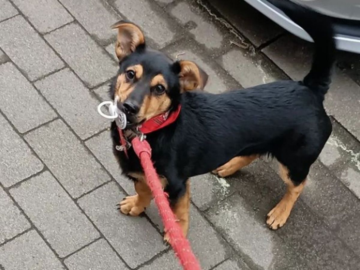 El perro Coco cumplió con su aislamiento y viajará a Córdoba junto a su familia. 