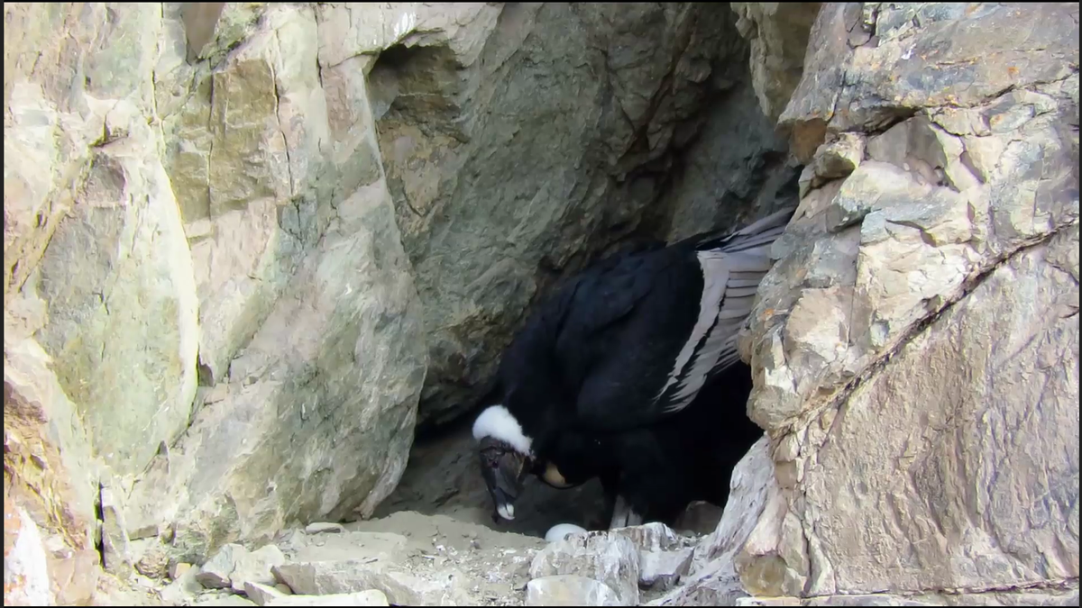 El monitoreo de este descubrimiento se realizará de manera no invasiva. Foto: Captura de Pantalla. El monitoreo de este descubrimiento se realizará de manera no invasiva. Foto: Captura de Pantalla.